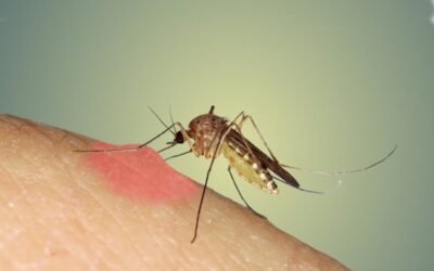 O que é a Alergia a picada de inseto?