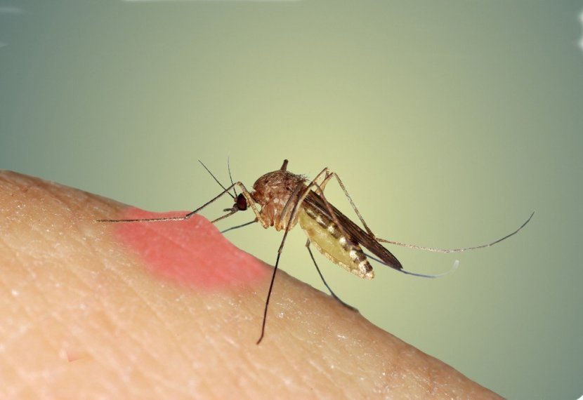 Alergia a picada de inseto em sbc